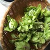 ふきのとう味噌　デトックス効果