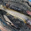 郡上吉田川でのアマゴ好釣続く