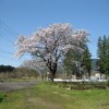 今日の桜