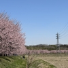 【埼玉県坂戸市】北浅羽桜堤公園の安行寒桜