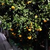 「Orange」・コードネームの記憶・15…