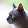うつ病のことー動物介在療法（アニマルセラピー）ー