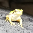 続,豚キムチ45歳