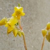 多肉植物の花と蕾！エケベリア属『花うらら』と『ムーンガドニス』と『野ばらの精』