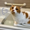 愛猫にお風呂のお湯張りチェックしてもらいました。