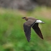 ２０２３年４月　奄美大島にて野鳥観察。（アルパインツアーサービスが企画した二泊三日の野鳥観察ツアーに参加）その１。