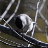 キャンプで出会った鳥さん（１３日）