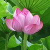 まんぼぅくん、上野不忍池の蓮の花　その6