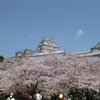 今年の桜