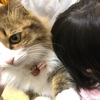 あんずがいっぱい17