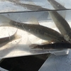 🎣モードまであと一日半