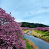 河津桜は河津よりもみなみで