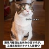本日16時まで工場営業します！中学生までのお子さんは金マド１つプレゼント❤️肉まんも特別販売！@東京戸越金のマドレーヌ工場