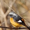 公園の野鳥達（２月４日）