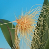 Bulbophyllum medusae