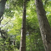 2024年高尾山昆虫観察記10 高尾のオオトラカミキリを目指して（3.4敗）