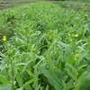 今週の野菜