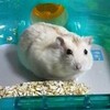 さよならマイルズ