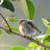 10/30(火)の鳥見