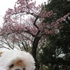 #上野#桜#開花