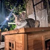 【509日目】猫散歩