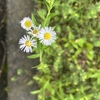 Photo No.2308 / もやもやは続く