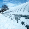 光を求めてビニールハウスの除雪