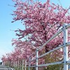 見頃ですよ、河津桜並木