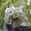 スーパーアリッサム(スノープリンセス)；アブラナ科 Lobularia maritima. ; Brassicaceae 2018年12月09日（日）；鹿児島市自宅近所