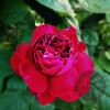 2014【無農薬でバラ栽培】バロン・ジロー・ドゥ・ラン