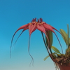 Bulbophyllum rothschildianum  ‘Red Chimney’ FCC/AOS