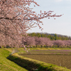 早咲きの安行寒桜