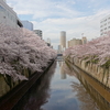 桜の季節と天気予報