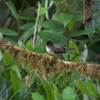 Dusky-capped Flycatcher オリーブヒタキモドキ