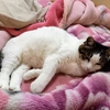 マオ、家ねこへの道