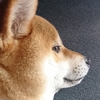 ぎゃっぷもえ
