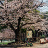 名古屋の桜、咲き始めました