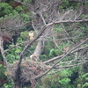 鳥たち