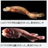 姿は違うが…親子と判明　３科の深海魚の事。