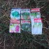 秋冬野菜さんの種まき