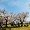 悠久山公園の桜まつり2025！ほぼ満開の中でお花見ができました