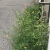 長実雛芥子