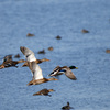 北印旛沼の野鳥たち ＂ヒクイナ＂＂トモエガモ＂＂セッカ＂＂コハクチョウ＂など　　野鳥撮影《第313回目》