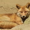 動物シリーズ：ホンドギツネ・ホンドタヌキ：安佐動物公園 ⑫（広島県広島市）