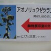 30年ぶりの開花「アオノリュウゼツラン」