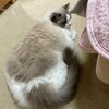 ただいまふくちゃん