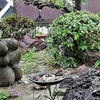 梅雨雨間こぞって漁る餌雀どち