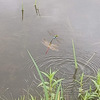 雨上がりサイクリングは虫だらけ。