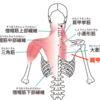 肩甲骨を動かそう！１分で出来る肩こり解消エクササイズ