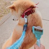 柴犬の毛事情①